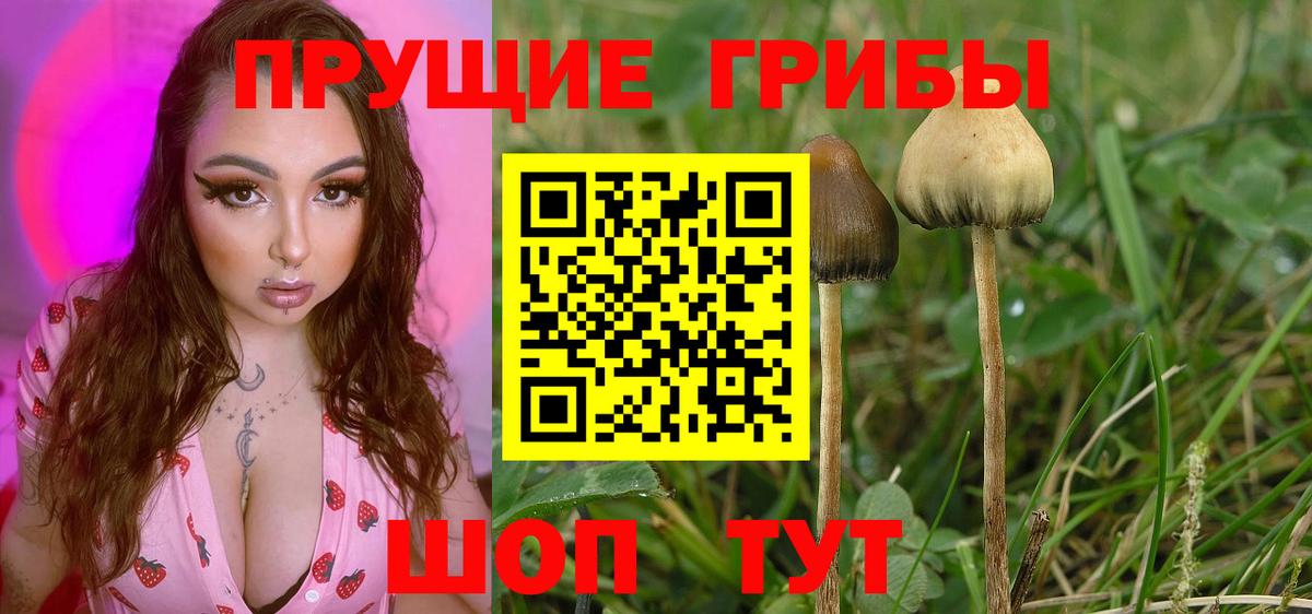 Псилоцибиновые грибы мицелий  Вход с VPN  Псилоцибиновые грибы Psilocybe  Новоуральск 